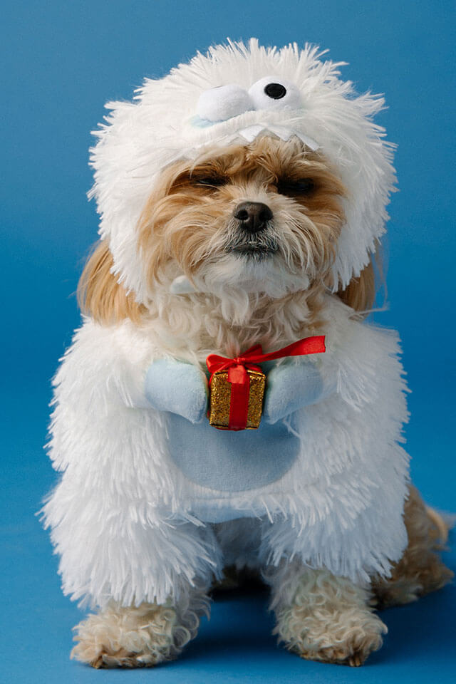 Festive Family Fashion: Pet Edition - Image 3