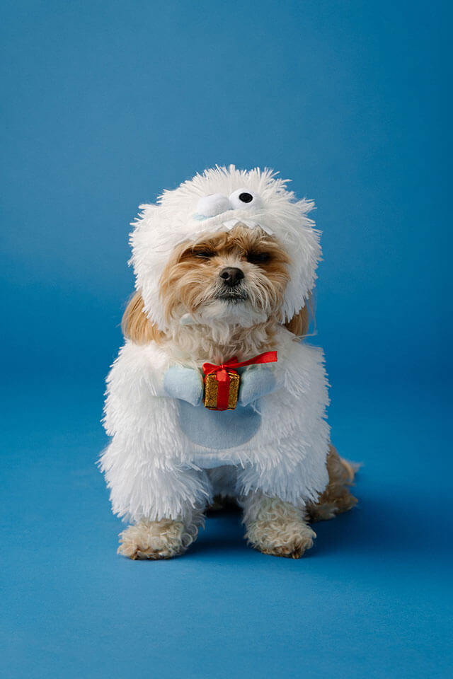 Festive Family Fashion: Pet Edition - Image 2