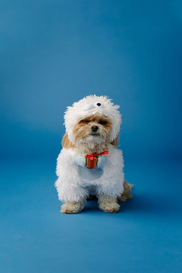 Festive Family Fashion: Pet Edition